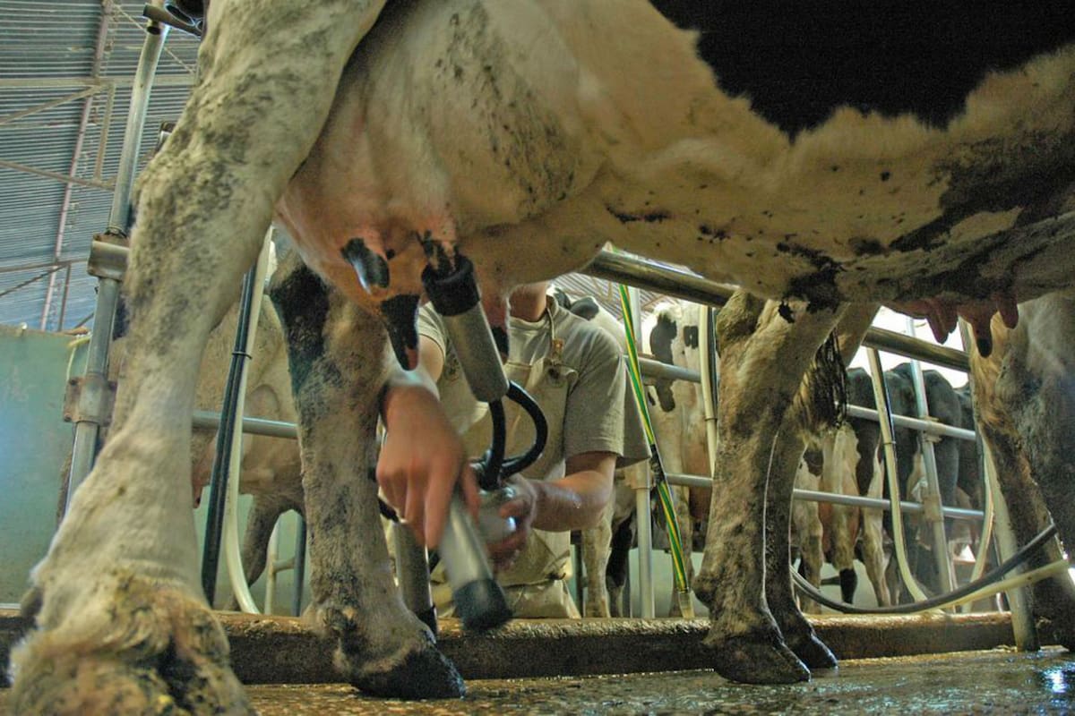 Tras modificar el gen, los investigadores avanzarán hacia un animal capaz de producir la leche que no genere alergia