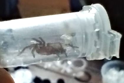 Tras retirarlos, corroboraron que se trataba de 90 serpientes, 236 arañas de distintas especies y un ciempiés.