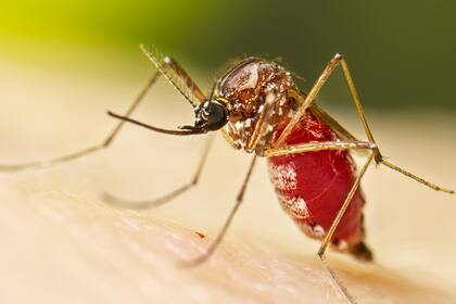 Tras seis años, el virus chikungunya, común en regiones del Caribe y América Latina, se detectó en Nueva York, registrándose el primer caso adquirido localmente