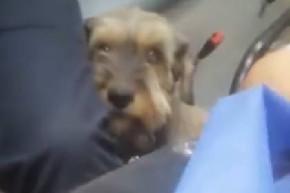 Tras subirse a la ambulancia que trasladaba a su humano, un perro permaneció junto a la camilla todo el viaje