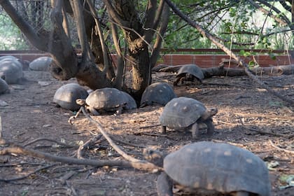 Tras un período de cuarentena en Corrientes, serán llevadas a su destino final