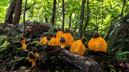 Tras una larga búsqueda, Jake y Wilcox encontraron varios ejemplares descritos como el hongo Dictyophora