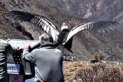 Tras vivir años en el exzoo de Mendoza, un cóndor fue liberado en la Cordillera de los Andes