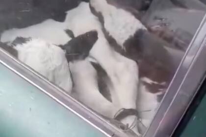 Trasladaban terneros en un auto