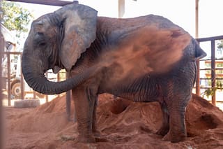 Así fue el primer día en libertad de la impetuosa Kenya en el santuario del Mato Grosso