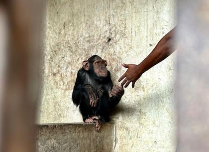 Traslado del chimpancé Josué desde Angola al santuario Tchimpougna, en el Congo