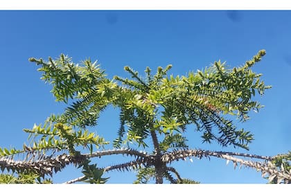 Trasplantada en mayo, la araucaria está ahora llena de brotes