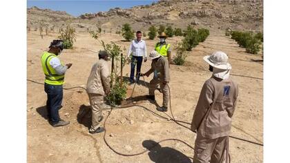 Tratamiento LNC de árboles frutales de guayaba en Al Ain, Abu Dabi
