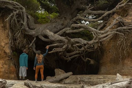 Tree Root Cave es un árbol que literalmente cuelga de sus raíces