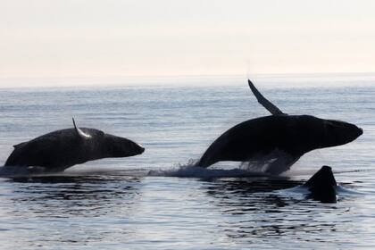 Tres ballenas salen del mar en un movimiento sincronizado y sorprenden a los excursionistas