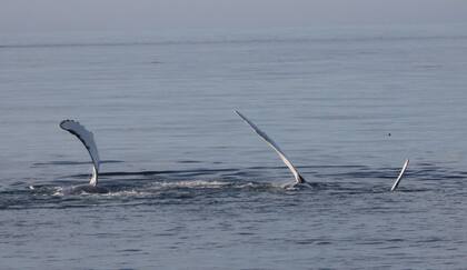 Tres ballenas salieron del mar y ejecutaron movimientos sincronizados