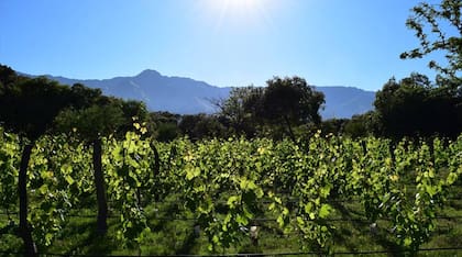 Tres bodegas destacan en San Javier.