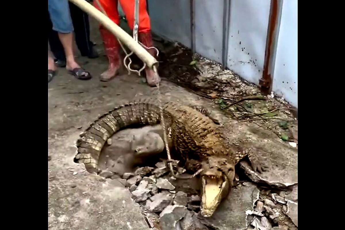 Tres cocodrilos estaban debajo de la vereda, en Indonesia