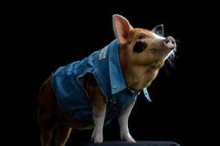 Pochi, la mini pig que pasea por Parque Saavedra y conmueve a todos
