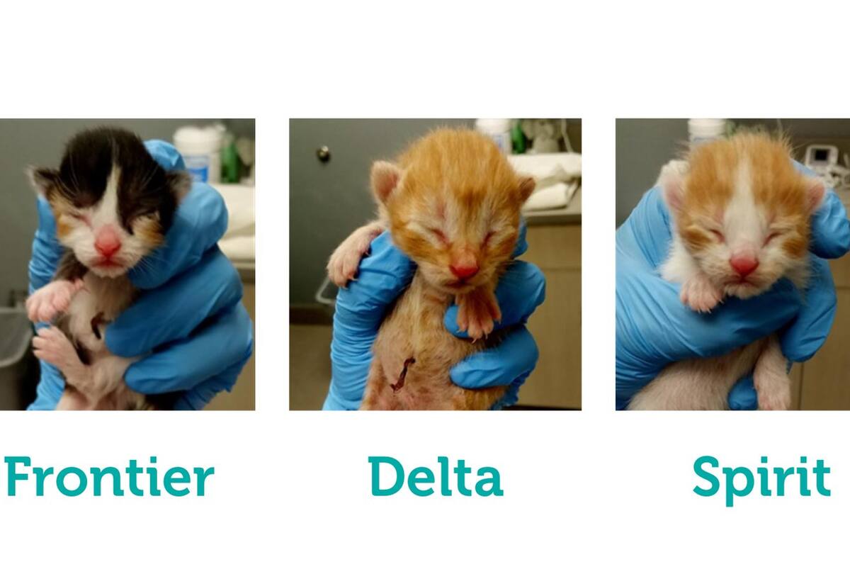 Tres gatitos con nombres celestiales.