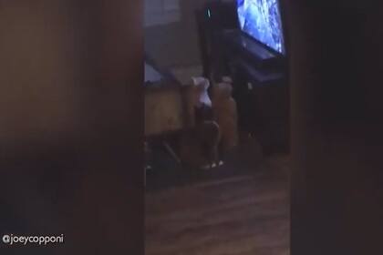 Tres gatos enganchados a un programa de televisión hecho para mascotas se hicieron virales en Internet con 1 millón de visitas