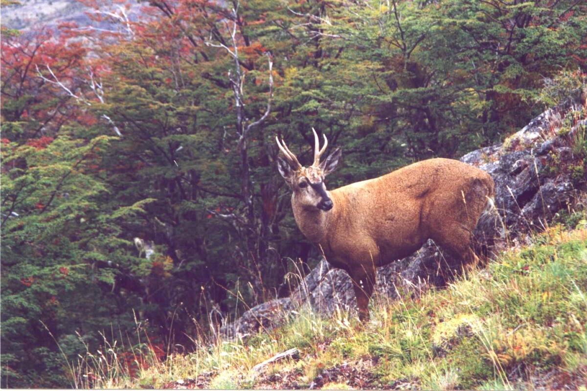 Tres investigadoras se cruzaron con un huemul durante un trabajo de monitoreo de esta especie típica de la Patagonia en el Parque Nacional Los Alerces