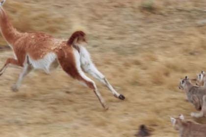 Tres más de la manada se unen para ayudar al puma a derribar al guanaco (Foto: Captura YouTube)