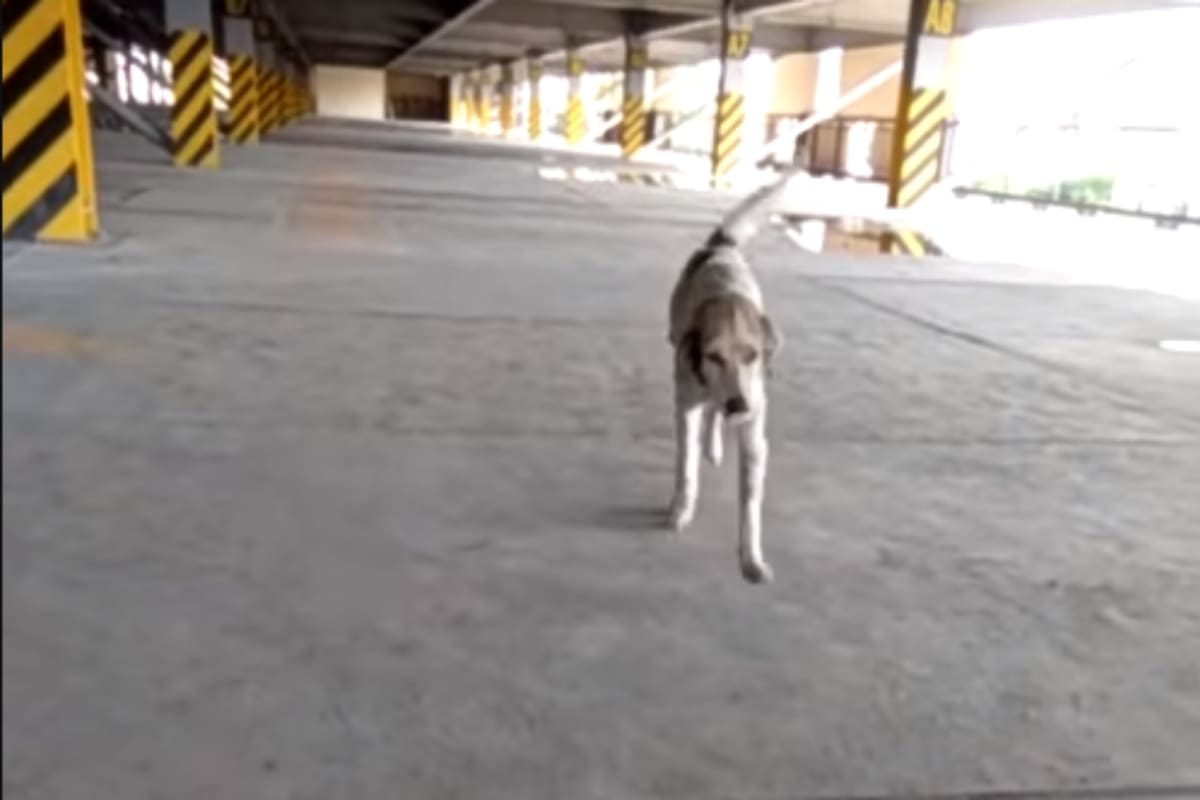 Tres meses después de perderse, un perro se reencontró con su dueño. El momento en el que el perro vuelve a los brazos de su dueño quedó registrado en un emocionante video que ahora se hizo viral