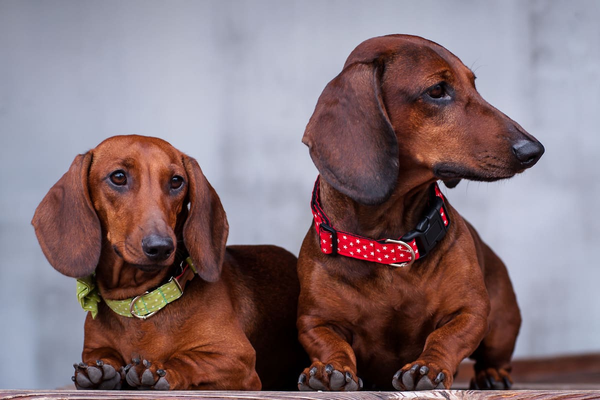Tres mil perros salchichas se juntan en Carlos Paz