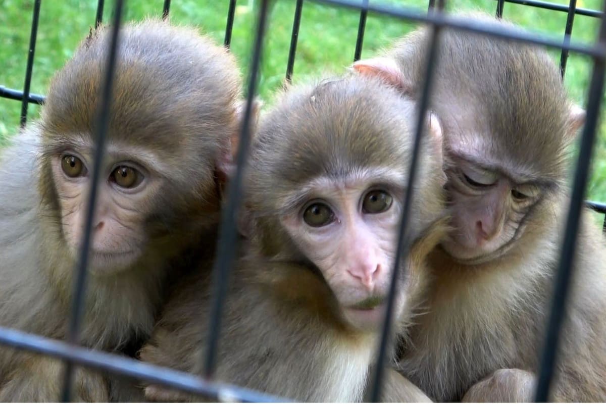 Tres monos huérfanos fueron rescatados en un operativo contra el contrabando