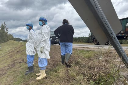 Tres monos siguen sueltos después de escapar de un camión volcado en una autopista de Mississippi