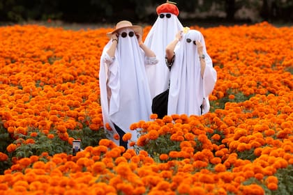 Tres mujeres disfrazadas de fantasmas caminan por un campo de cempasúchil (Tagetes erecta) durante los preparativos para la celebración del Día de Muertos en el Rancho San Juan Diego en Tlajomulco de Zúñiga, Jalisco, México, el 24 de octubre de 2025. El 2 de noviembre, México celebra el Día de Muertos para rendir homenaje a familiares y amigos fallecidos. (Foto de ULISES RUIZ / AFP)