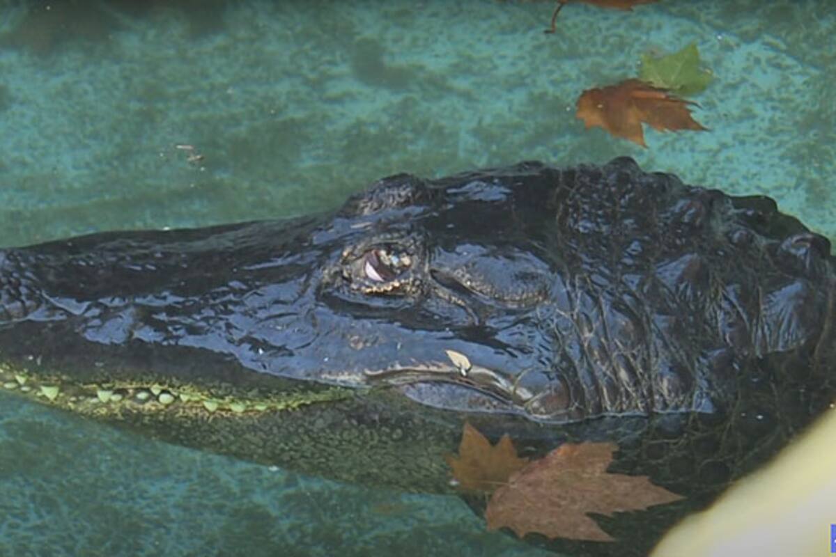 Tres personas han fallecido este año por ataque de caimanes en Estados Unidos