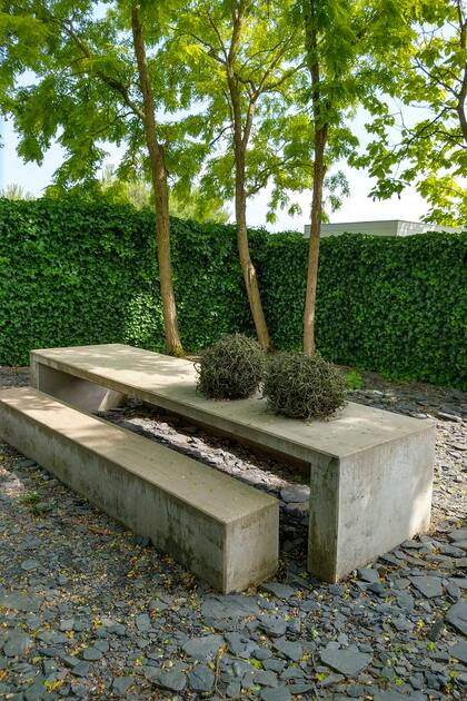 Tres Robinia ‘Frisia’ se recortan contra el cerco y crecen bien juntas en un jardín pequeño.