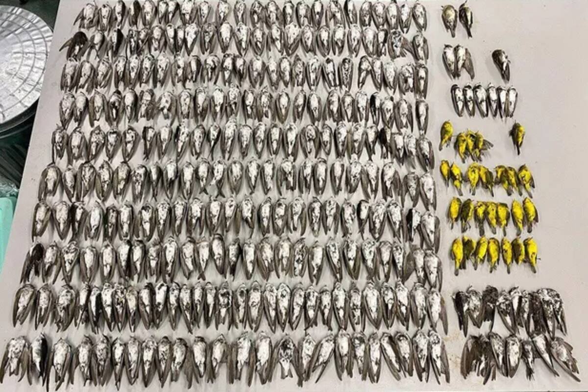 Tres tipos de aves migratorias murieron de a bandadas debido a un contexto de hambre a largo plazo al suroeste de Estados Unidos. Los pájaros caían muertos literalmente del cielo
