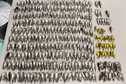 Tres tipos de aves migratorias murieron de a bandadas debido a un contexto de hambre a largo plazo al suroeste de Estados Unidos. Los pájaros caían muertos literalmente del cielo