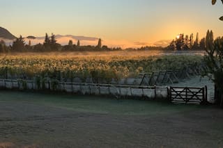 Chubut: la nueva frontera austral del vino argentino