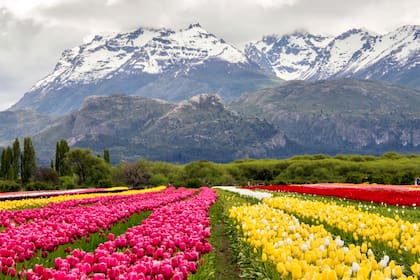 Los tulipanes fueron una apuesta grande en tierras donde solo se había cultivado trigo