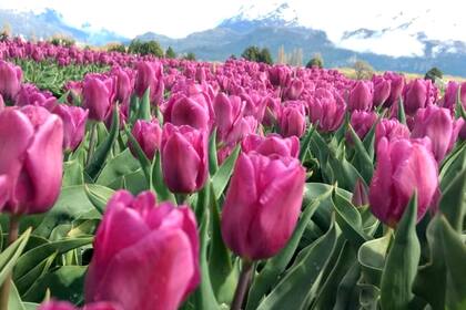 Trevelin: el pueblo que revivió con las flores de la primavera