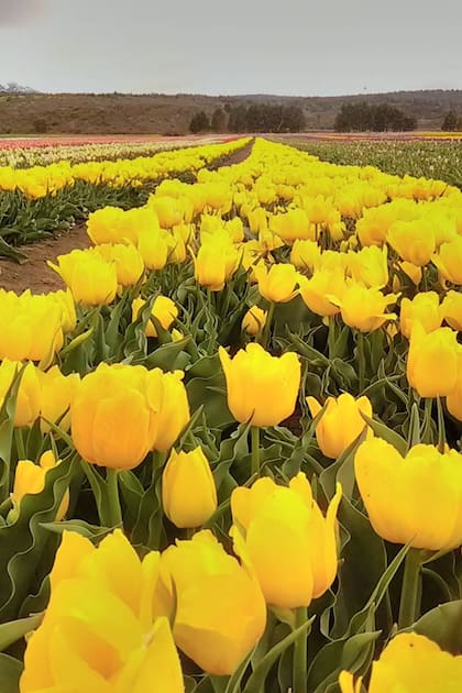 Trevelin: el pueblo que revivió con las flores de la primavera