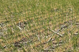 Trigo afectado por la falta de lluvias