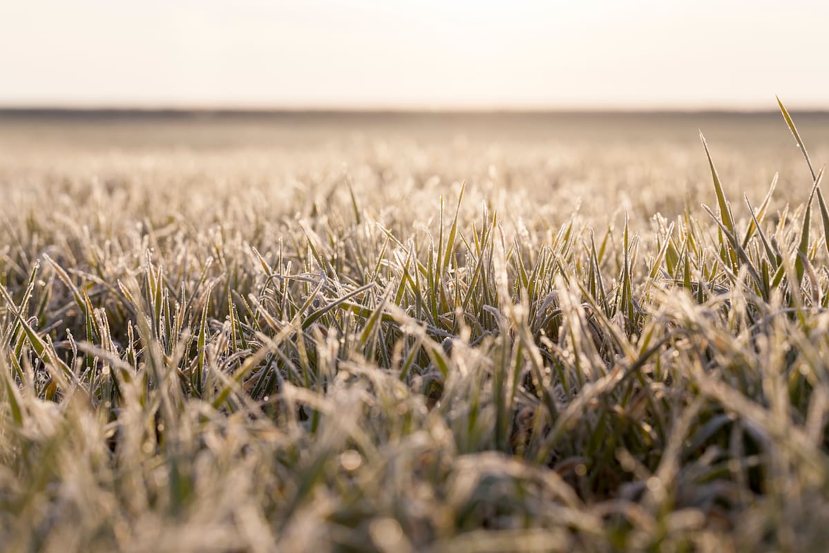 Trigo atacado por la helada