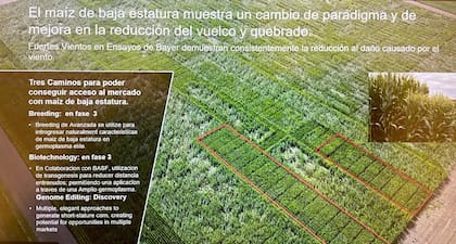 Trigo de baja estatura