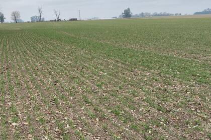 Trigo en el campo de Gustavo Rasuk en Pergamino