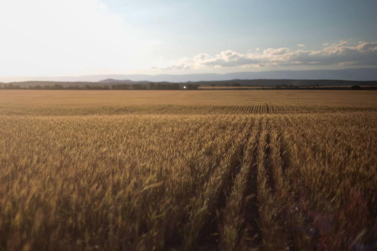 Trigo en la región pampeana