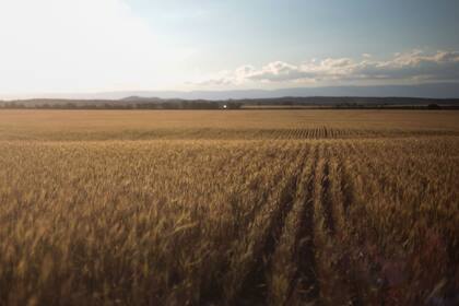 Trigo en la región pampeana