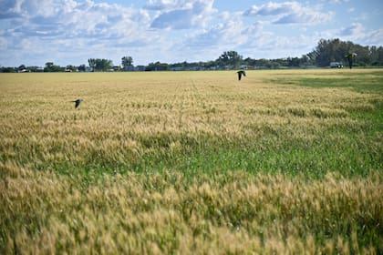 Trigo marca máximos de una semana, mientras la sequía aviva preocupación en EEUU