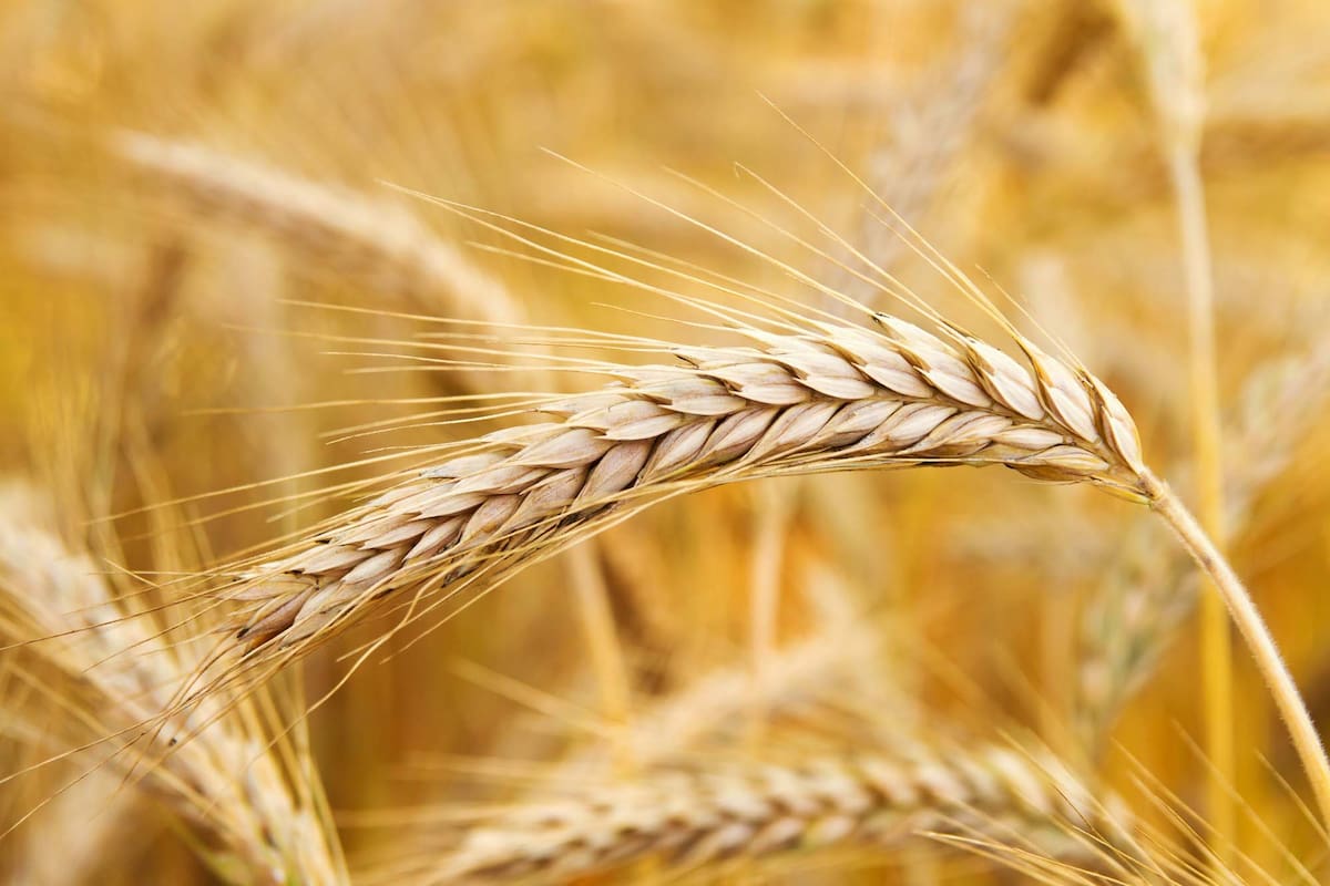 ¿Trigo o cebada? Hay factores que influyen más en favor del primer cultivo