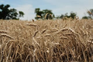 Agricultores en EE.UU. recurren a granos perennes como una solución ante el clima extremo