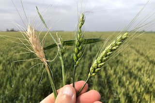 Trigo sube en Chicago, mientras que maíz baja, con mercado a la espera de reporte del USDA