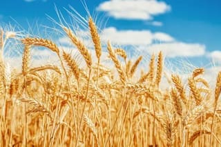 Trigo sube en Chicago por temores sobre exportaciones en el mar Negro y sequía en regiones productoras