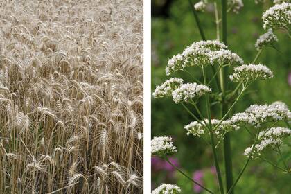 Triticum aestivum o pasto de trigo y valeriana