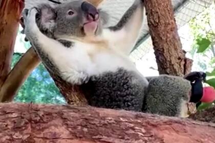 Triunfo se convirtió en un koala completamente nuevo una vez que se le colocó la prótesis