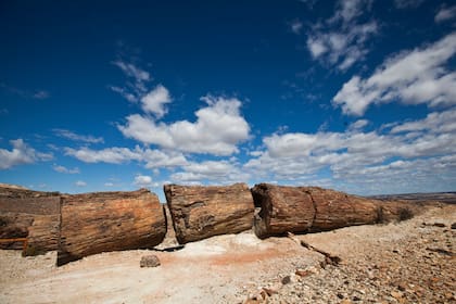 Troncos petrificados de hasta tres metros de diámetro y más de treinta de largo en donde existió un gran bosque de pinos y araucarias hace millones de años.