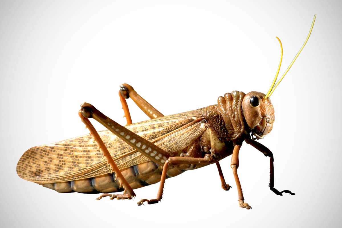 Tropidacris collaris es el nombre científico de la langosta quebrachera